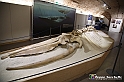 VBS_9118 - Museo Paleontologico - Asti
